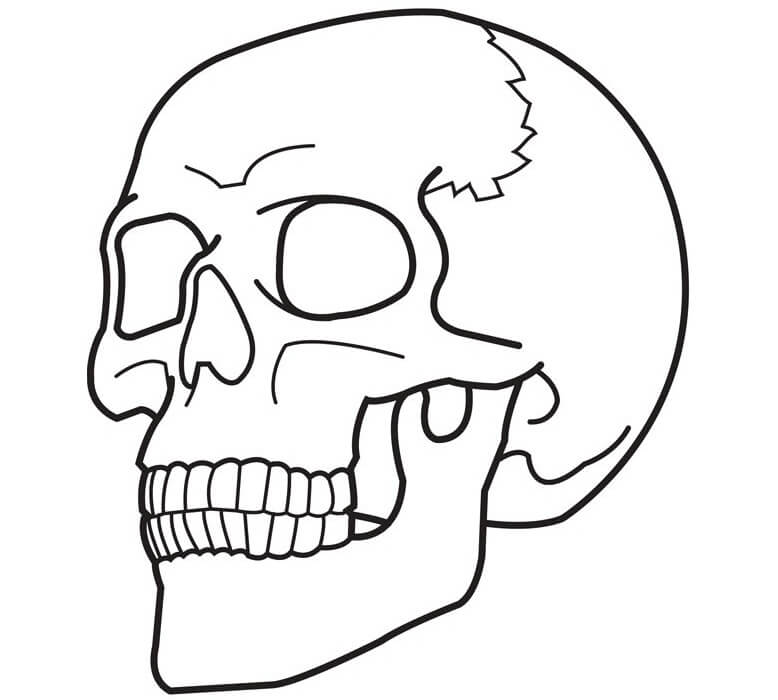 simple skull coloring picture