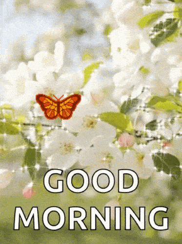 beautiful good morning butterfly gif