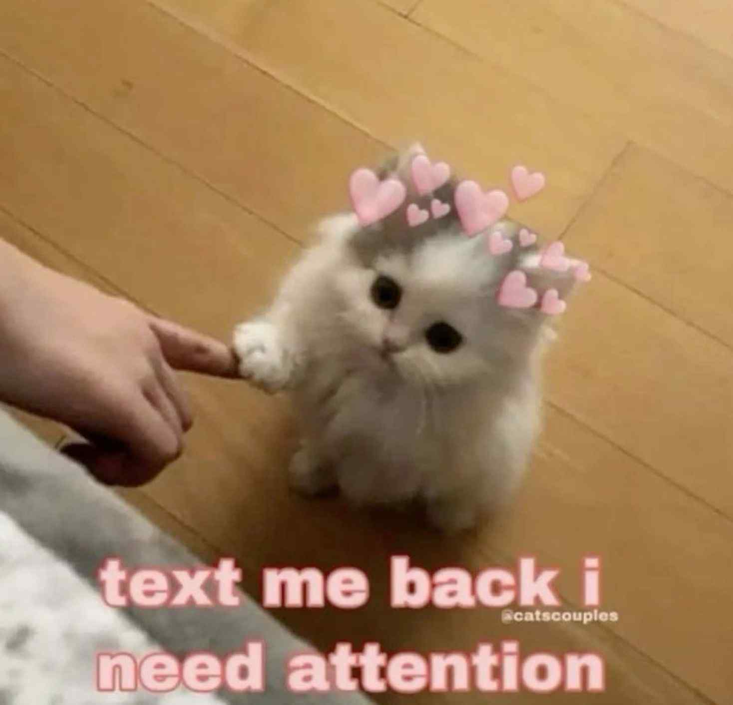 sad cat meme